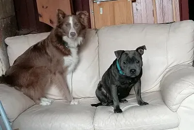 Border and blue staffy