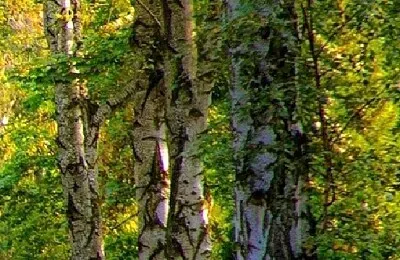 פאזל של Nature