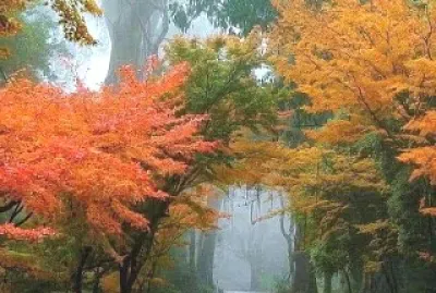 פאזל של paisaje