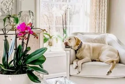 perro jigsaw puzzle