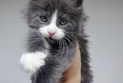Gatos