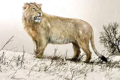 פאזל של Lion des cavernes