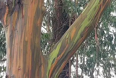 CONTRASTES DE LA NATURALEZA jigsaw puzzle