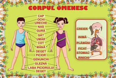 Corpul omenesc