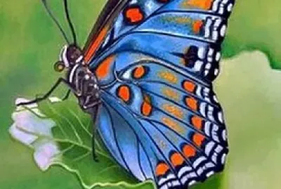 Papillon jigsaw puzzle