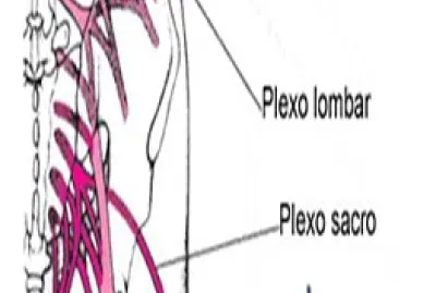 Plexo lumbar y sacro jigsaw puzzle