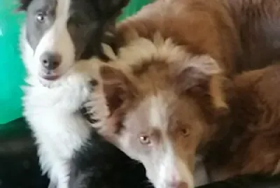 Border Collies