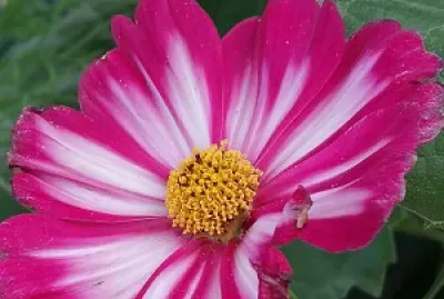 Cosmos flower
