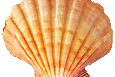 Seashell