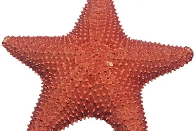 Starfish