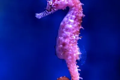 פאזל של Seahorse