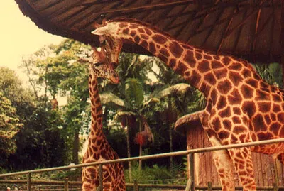 פאזל של Giraffes at São Paulo Zoo