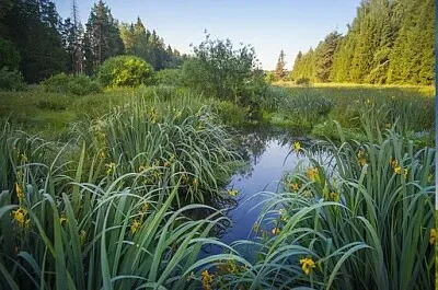 פאזל של Nature