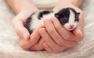 פאזל של gatito
