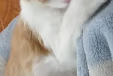 פאזל של gatos