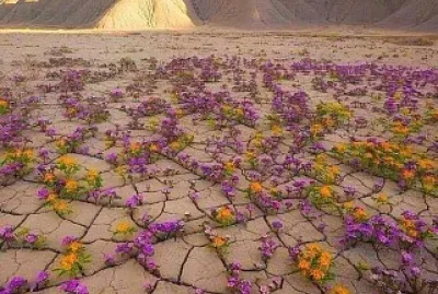 Flores del desierto