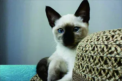 可愛動物 jigsaw puzzle