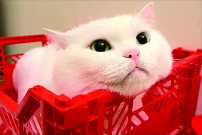 可愛動物 jigsaw puzzle