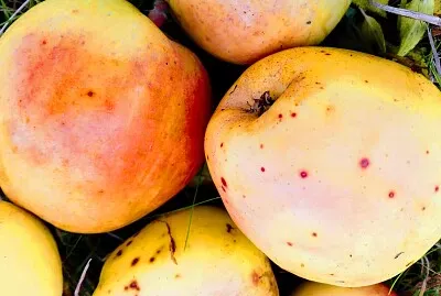 FRUTAS