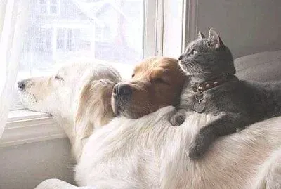 animales
