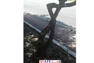 Arvore dando indicação