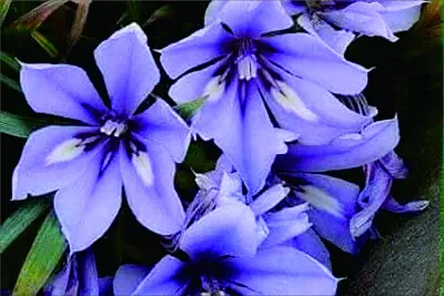 花漾 jigsaw puzzle