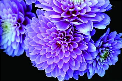 花漾 jigsaw puzzle