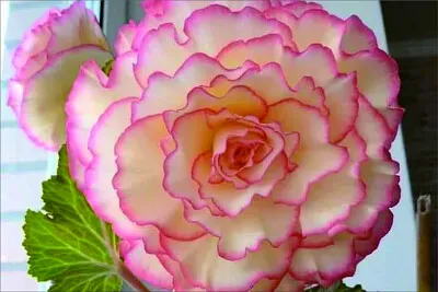 花漾 jigsaw puzzle