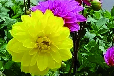 花漾 jigsaw puzzle