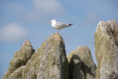 goeland jigsaw puzzle