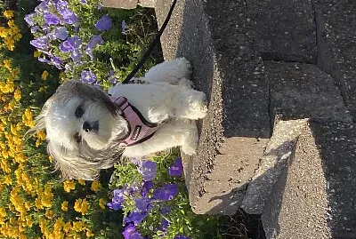 Mia