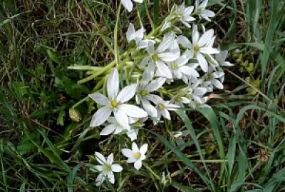 Fiori di campo