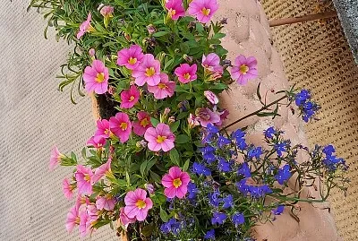 Fiori