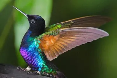 פאזל של COLIBRI