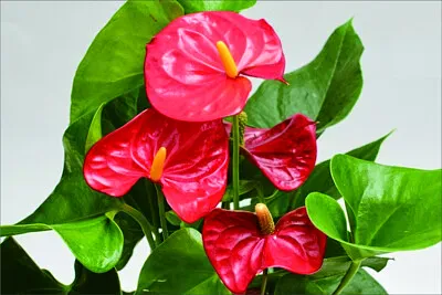 花漾 jigsaw puzzle