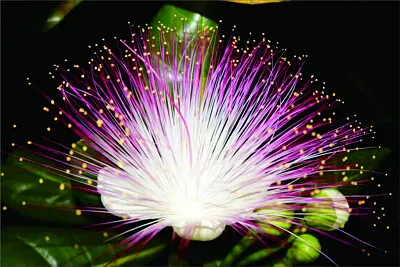 花漾 jigsaw puzzle