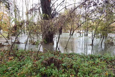 bosco invaso dall 'acqua