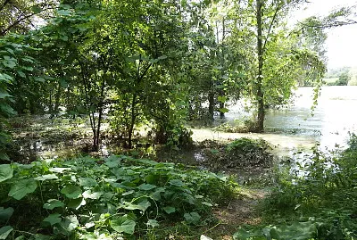 bosco pieno d 'acqua