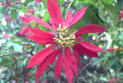 פאזל של FLOR DE NOCHE BUENA