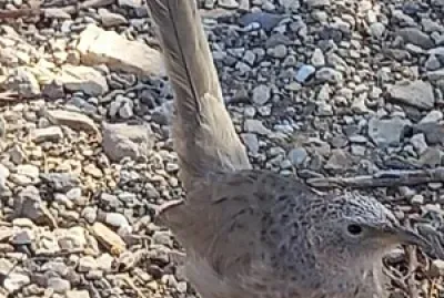 Turdoides squamiceps