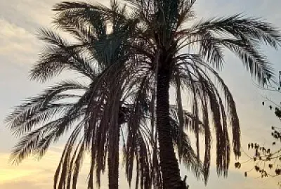 פאזל של dates at evenning