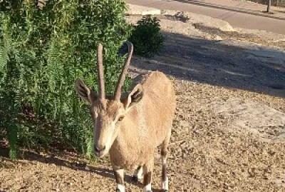 פאזל של femail ibex