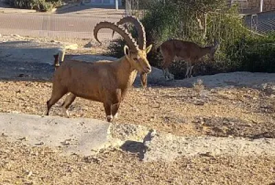 פאזל של mail ibex