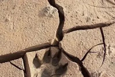 פאזל של FOOT STEPS