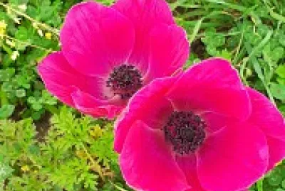 anemone