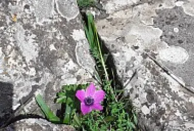 פאזל של flower between rocks