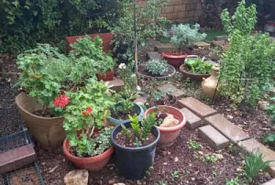 garden