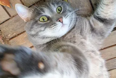Gatto che fa un selfie
