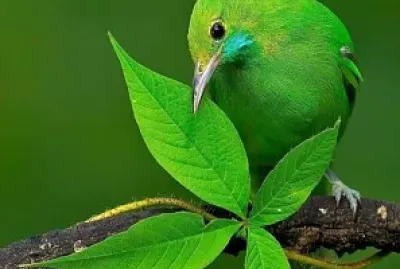 oiseau