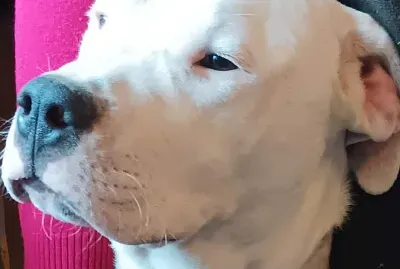 le chien photogénique #chien jigsaw puzzle